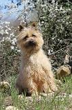 CAIRN TERRIER 096